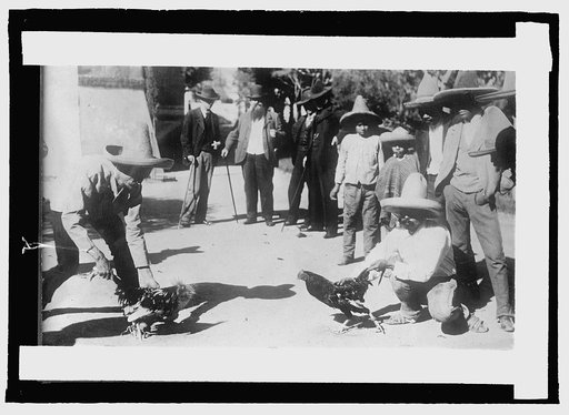 Mexico. Cock fight