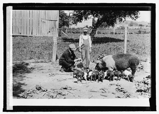 Agrl. Dept., boy's pig club