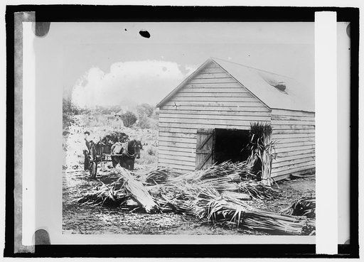Flax industry, a flax mill, New Zealand
