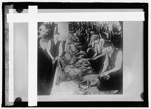Flax industry, hatchling flax; the first process in making the famous Irish linen