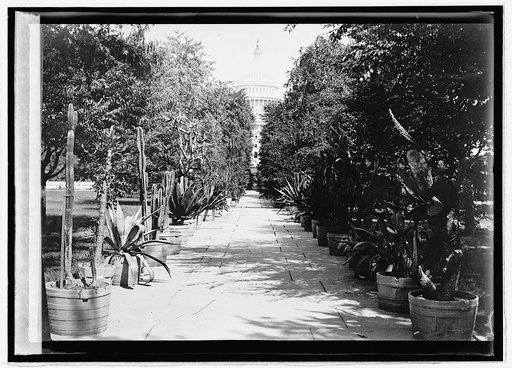 Cap. vista from Botanical Garden