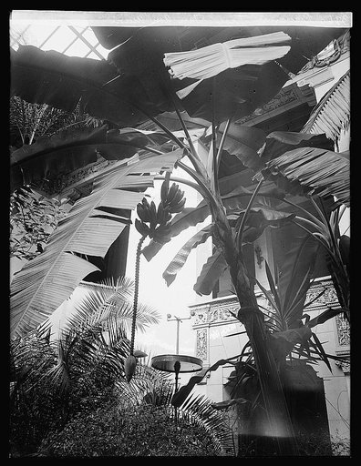 Banana tree, Pan Am. Union, [Washington, D.C.