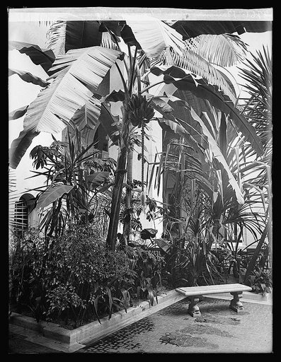 Banana tree, Pan Am. Union, [Washington, D.C.
