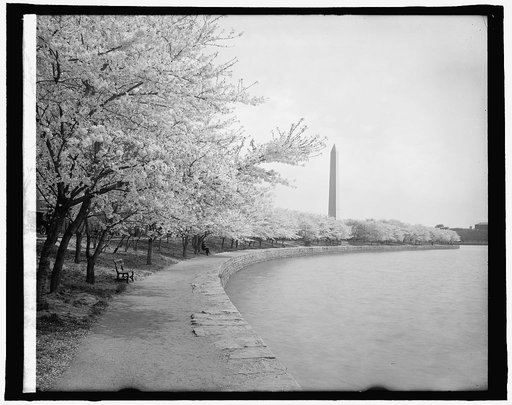 Japanese cherry trees, [Washington, D.C.