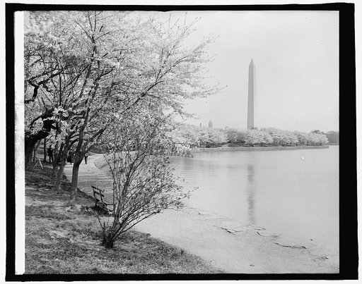 Japanese cherry trees, [Washington, D.C.