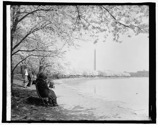 Japanese cherry trees, [Washington, D.C.