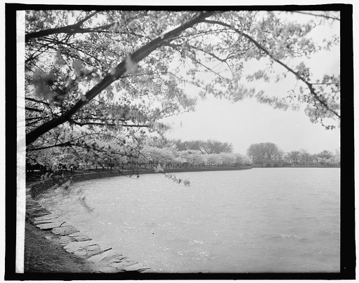 Japanese cherry trees, [Washington, D.C.