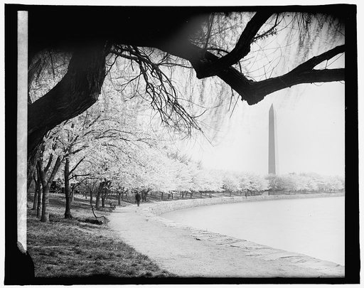 Japanese cherry trees, [Washington, D.C.