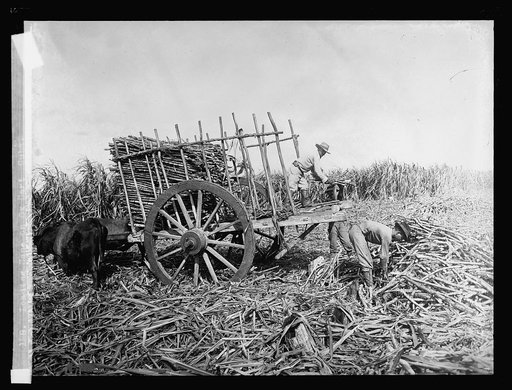 Loading cane on ox cart, Cuba