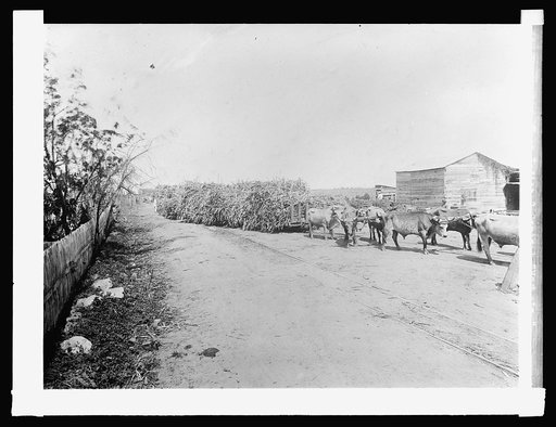 Porto [i.e., Puerto] Rico, West Indies, 7 Central Machete