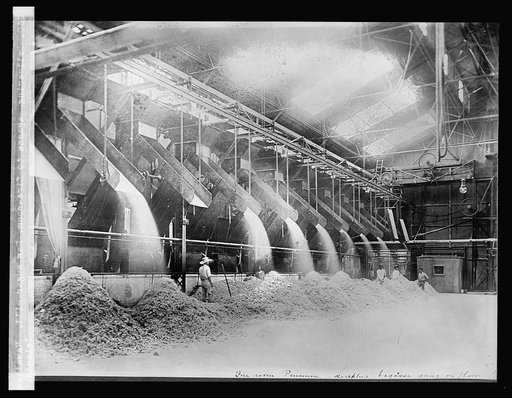 Delivering Bagasse to fire-room. Raw sugar mill. Hawaiian Islands