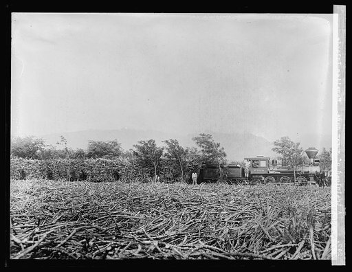 A trainload of sugar cane. Hawaiian Islands