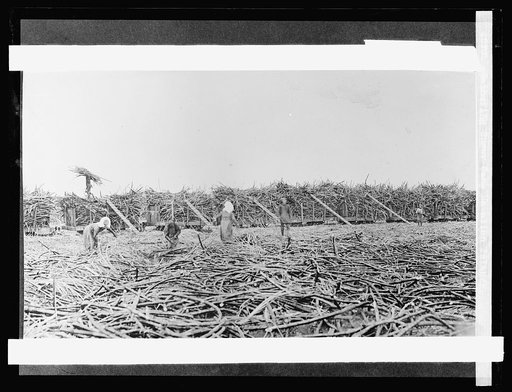 Gathering sugar cane, Hawaiian Islands