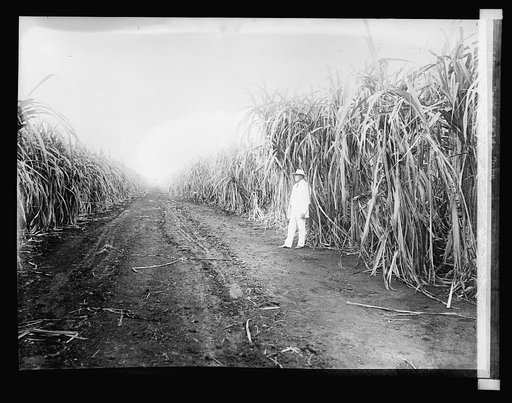 127. Cane field, Cuba