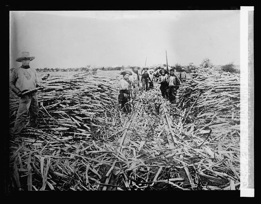 132. Portable branch line of field railway and cane cutter Peru