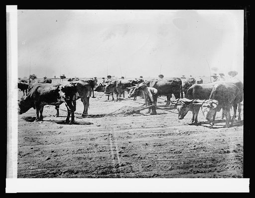 133. Leveling a cane field, Peru