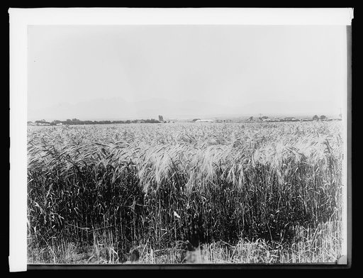 Rio Grande Valley, New Mex.