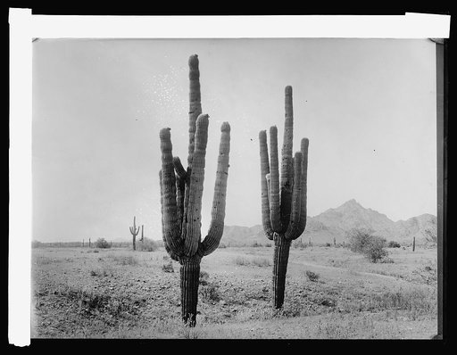 Salt River, desert before irrigation, [Arizona