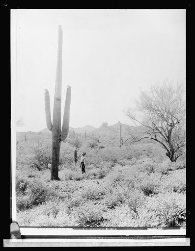 Salt River Project, [Arizona