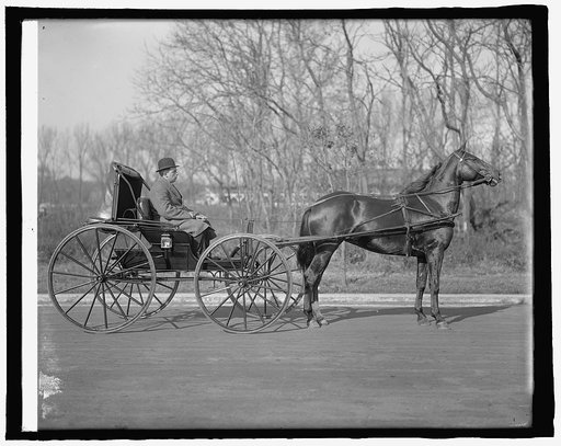 Brodt horse