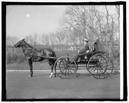 Brodt horse