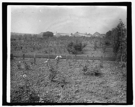 Rose Farm, Arlington farms