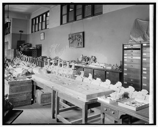 Division of Paleontology, Nat. Museum, [Washington, D.C.