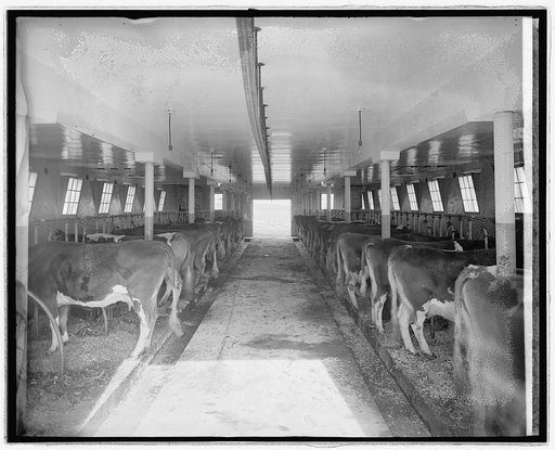 Chestnut Farms Dairy, [Washington, D.C.