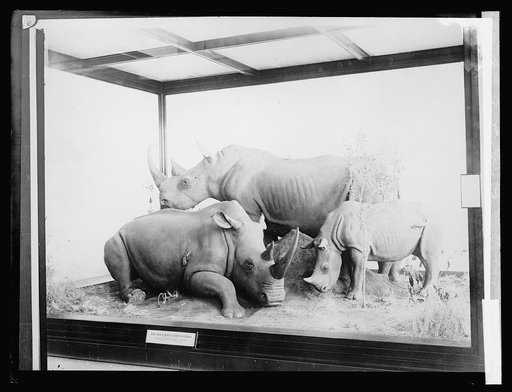 Roosevelt Exhibit, Museum