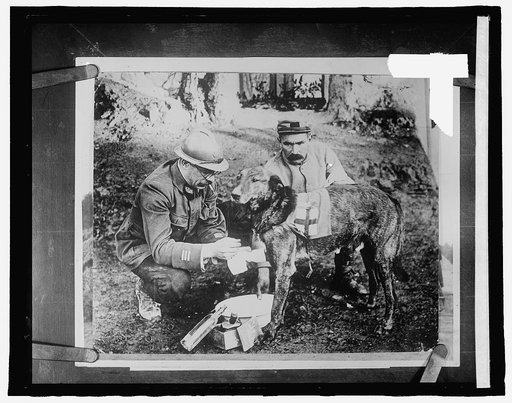 Red Cross dog