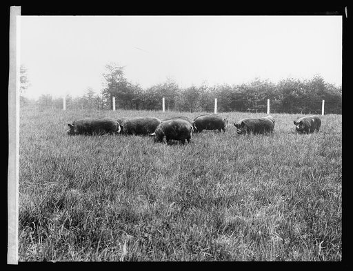 Hogs