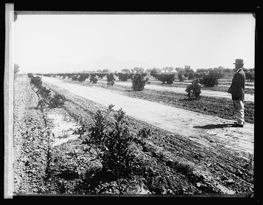 Salt River Project. Arizona. Grove near Camel Back Mountian