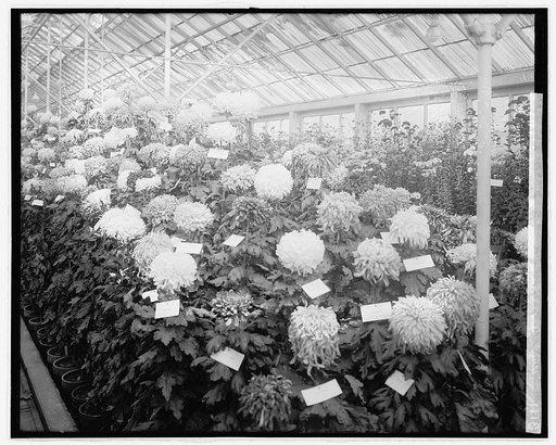 Mum show, 1919