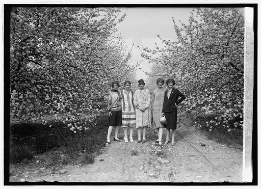 Apple Blossoms at Winchester, Va., [5/3/26