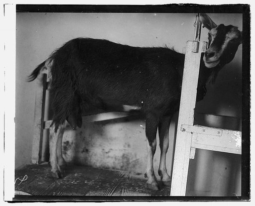 Govt. Farm, Beltsville, Md.
