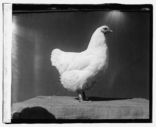 Govt. Farm, Beltsville, [Maryland
