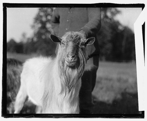 Govt. Farm, Beltsville, [Maryland
