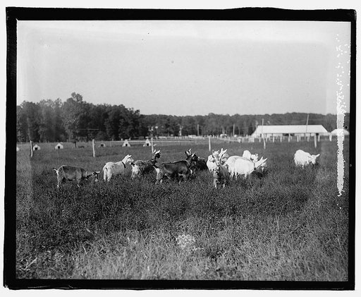 Govt. Farm, Beltsville, Maryland