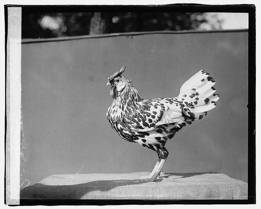 Govt. Farm, Beltsville, [Maryland