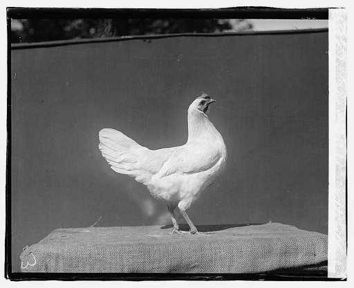 Govt. Farm, Beltsville, [Maryland