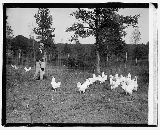 Govt. Farm, Beltsville, [Maryland