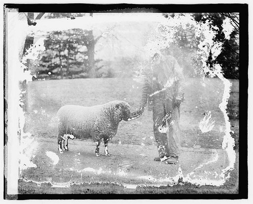 Sheep White House