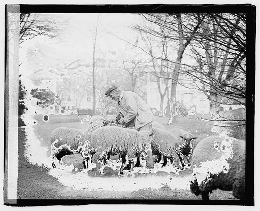 White House sheep