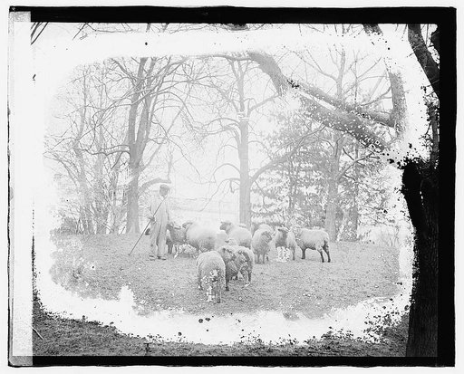 White House sheep