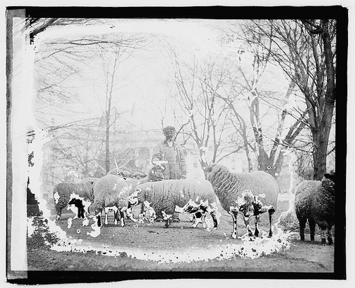 White House sheep