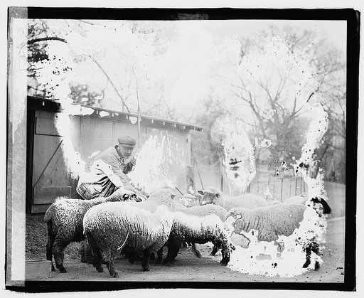 White House sheep