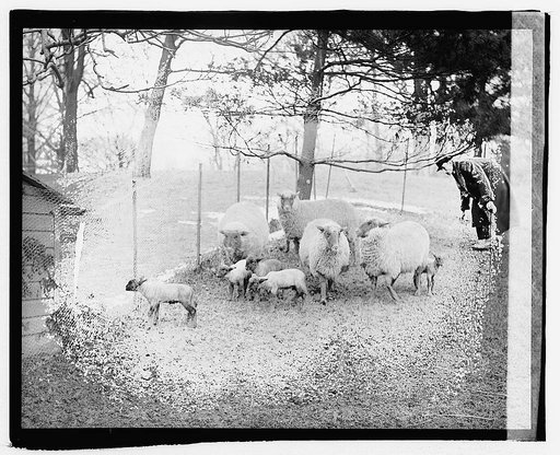 White House lambs