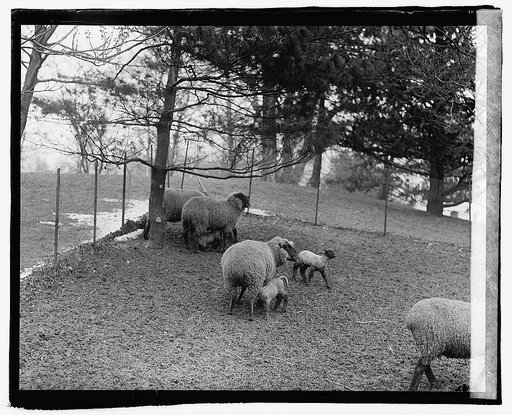 White House lambs