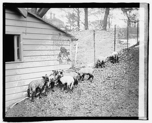 White House lambs