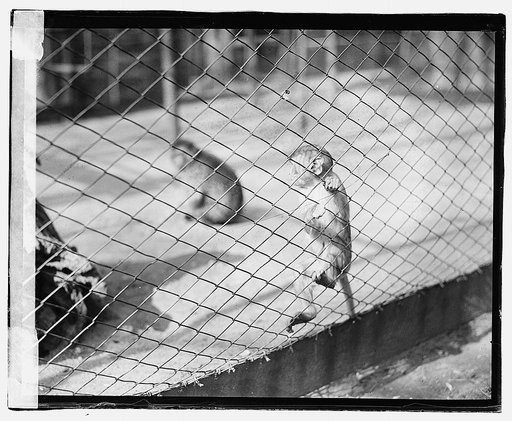 Zoo: monkeys